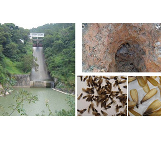 水库堤坝白蚁防治