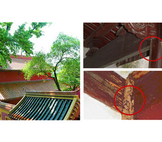 古建筑白蚁防治